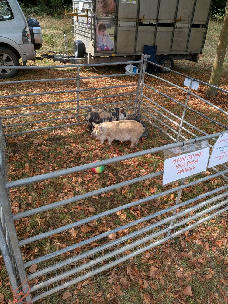 Two little pigs in the garden.