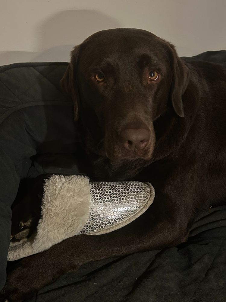 Chocolate lab looking very proud of the sparkly slipper he just stole & is holding with his paw