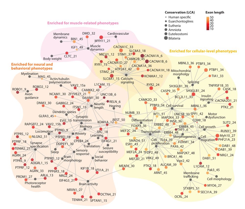 Network plot with microexon-associated phenotypes (nodes shown in dark gray). Microexon nodes are colored by exon length, and node size represents the level of conservation to the LCA as given in VastDB (109): human specific, Euarchontoglires (conserved from human to mouse and/or rat), Eutheria (to cow), Amniota (to chicken), Euteleostomi (to zebrafish), and Bilateria (to fruit fly).