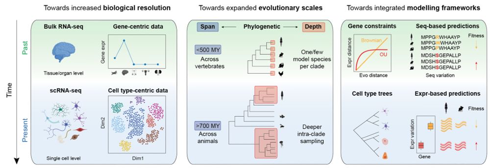 Three major trends in comparative transcriptomics