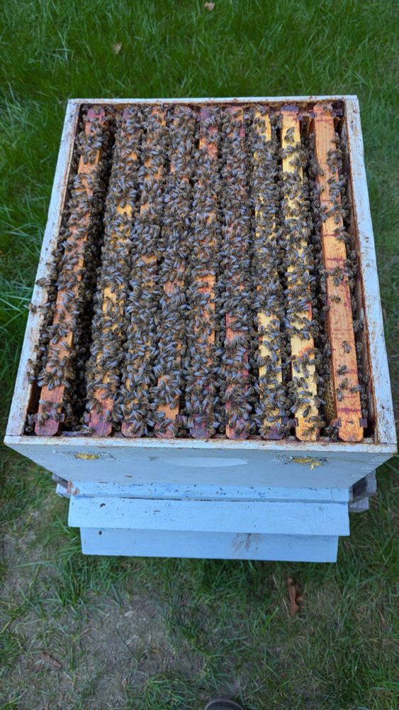 An open hive with a lot of bees on it 