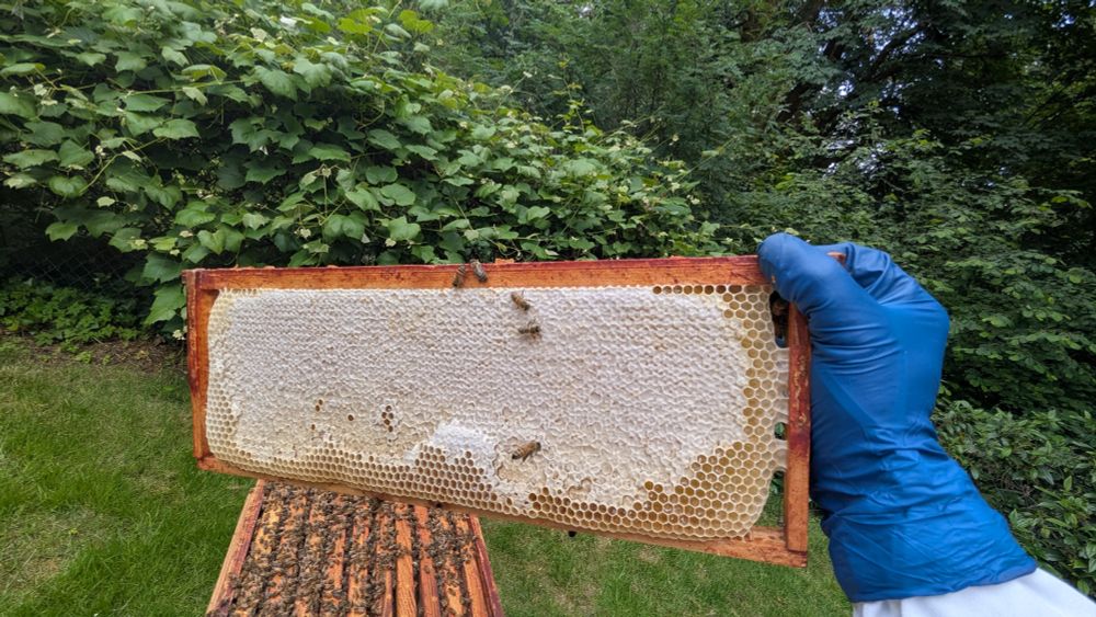 A  capped frame with honey.