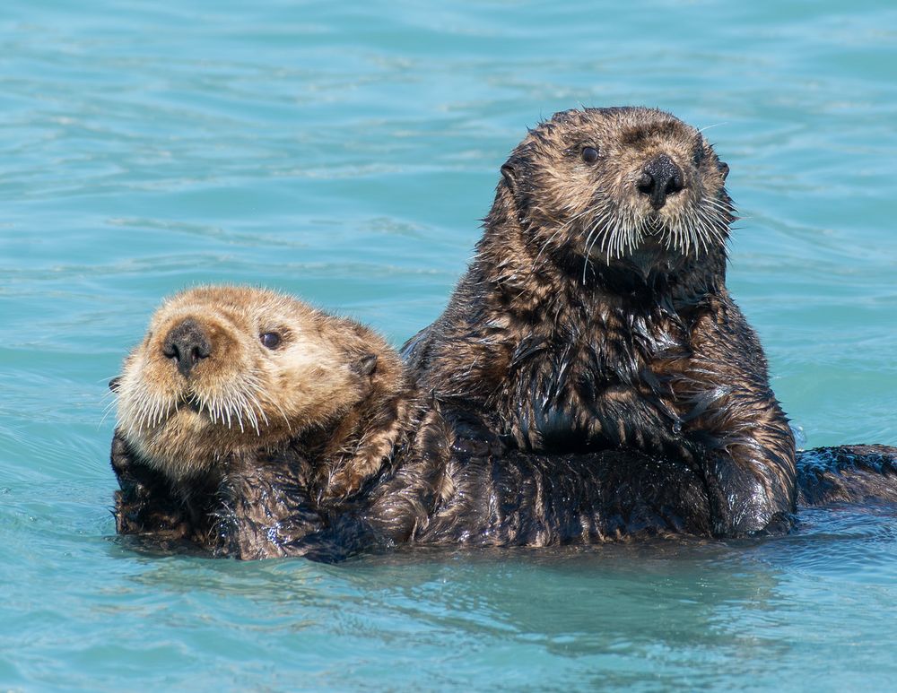 A pair of sea otters float close together in the calm, glacially fed waters of Port Valdez, Alaska.