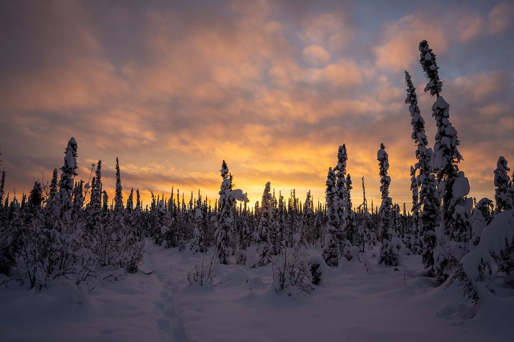 A snow-covered trail winds through a dense boreal forest in Fairbanks, Alaska, leading toward a brilliant winter sunset. The ground is blanketed in deep, untouched snow with only a narrow footpath cutting through. Tall spruce trees, heavily laden with snow, rise on either side of the trail, their dark silhouettes contrasting with the soft glow behind them. The sky is painted with warm shades of orange and gold near the horizon, fading to pink and purple hues higher up, with scattered clouds catching the evening light. The overall scene is serene and cold, capturing the quiet beauty of interior Alaska in midwinter.
