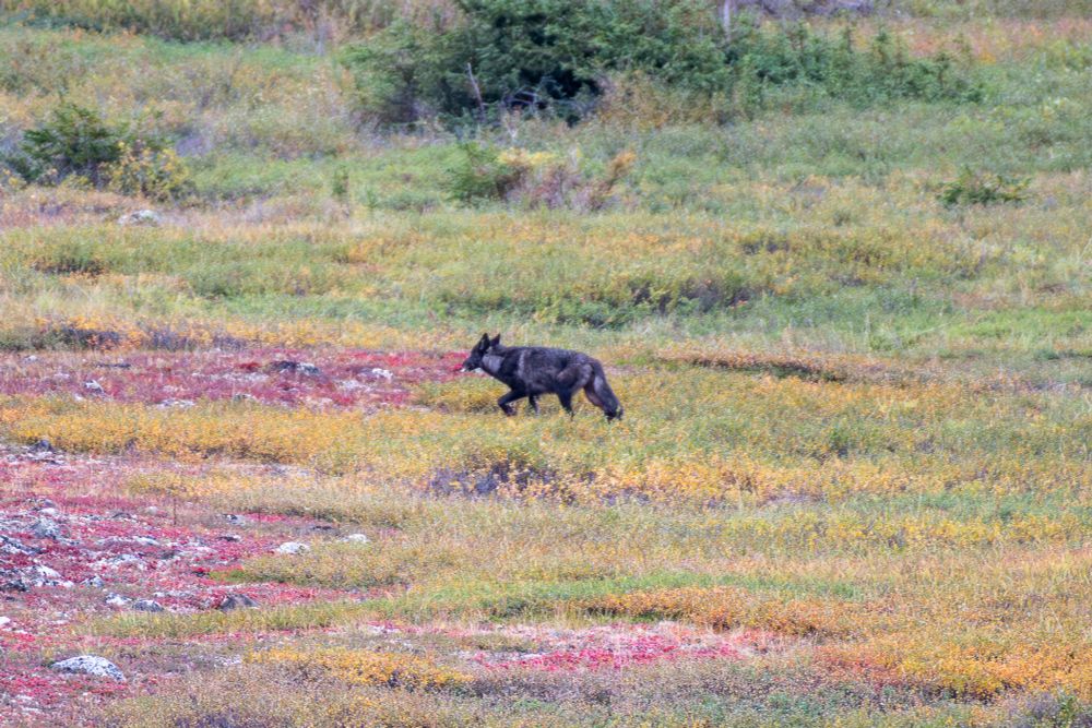 A lone dark-furred wolf walks across tundra dotted with low fall shrubs in shades of gold, red, and green. The wolf is mid-stride, its head lowered and focused on the ground, against a softly blurred background of mixed vegetation.