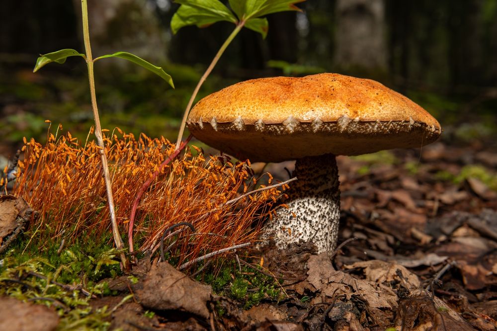 Close-up of a mushroom with a wide, orange-brown cap and a tall, speckled stem growing on the forest floor. To the left, a dense cluster of bright orange moss sporophytes rises above a patch of green moss. Fallen brown leaves and small green plants surround the base, with a softly blurred forest in the background.