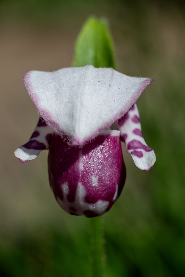 Close-up of a single Cypripedium guttatum (spotted lady’s slipper) flower in bloom. The orchid has a rounded pouch-like petal that is deep pink to purple with irregular white spots, and a broad white upper sepal edged in pink. Two side petals extend outward, also white with purple markings. The background is softly blurred green, suggesting surrounding vegetation in a natural setting in Fairbanks, Alaska.
