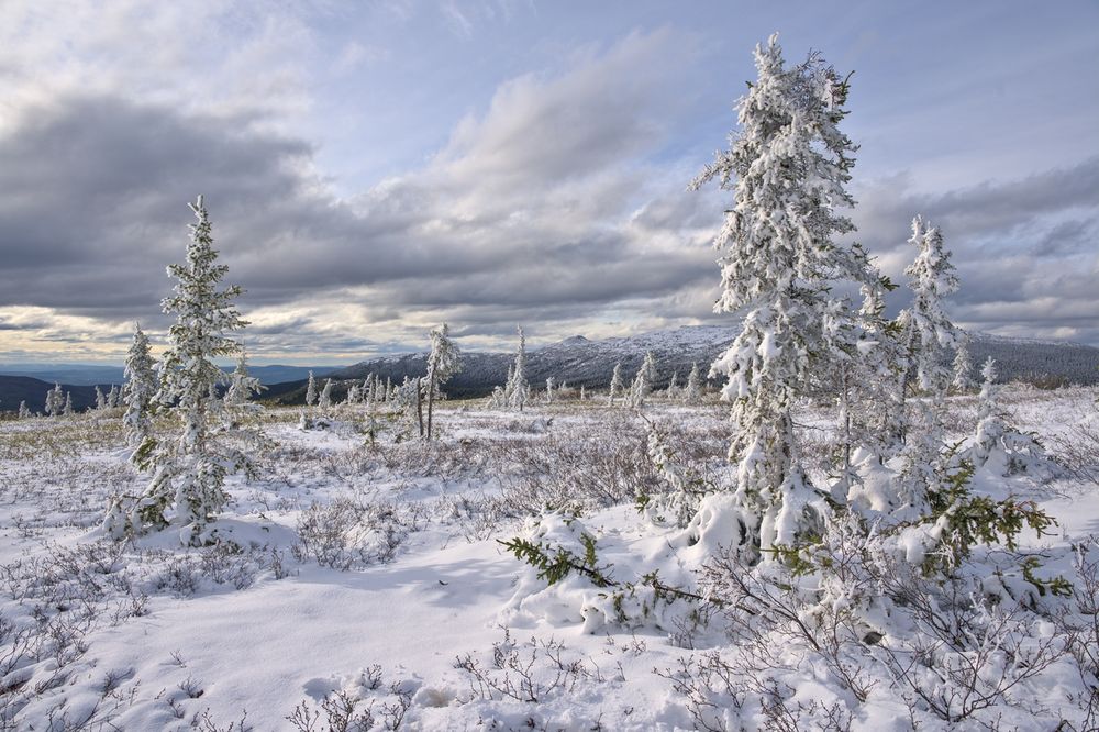 Snow-covered spruce trees and tundra under a partly cloudy sky near Wickersham Dome in Alaska’s White Mountains National Recreation Area. The scene shows a light early-summer snowfall, with patches of snow on the ground and distant mountains visible beneath a mix of dark and bright clouds.