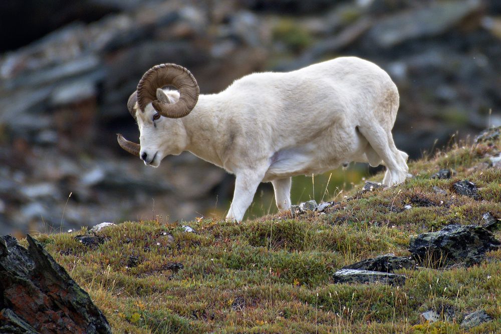 A full-grown Dall sheep ram with thick, curved horns walks downhill across a rocky slope covered in low green and brown tundra vegetation. The ram’s white coat contrasts with the dark rocks and blurred background of the mountainside in Denali National Park.