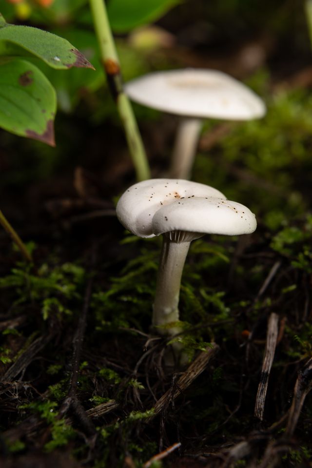 Two slender white mushrooms with smooth, rounded caps, growing close together among green moss and dark twigs. The foreground mushroom is in sharp focus while the one behind is blurred.