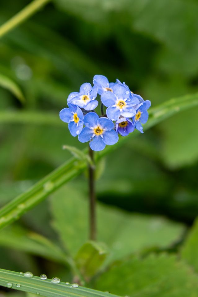 Close-up of a cluster of alpine forget-me-not flowers (Myosotis asiatica) with vivid blue petals and yellow centers, each bloom about the size of a fingernail. Tiny droplets of water rest on the petals and nearby green leaves, suggesting recent rain. The background is a blur of green foliage, keeping focus on the delicate flowers in the center.