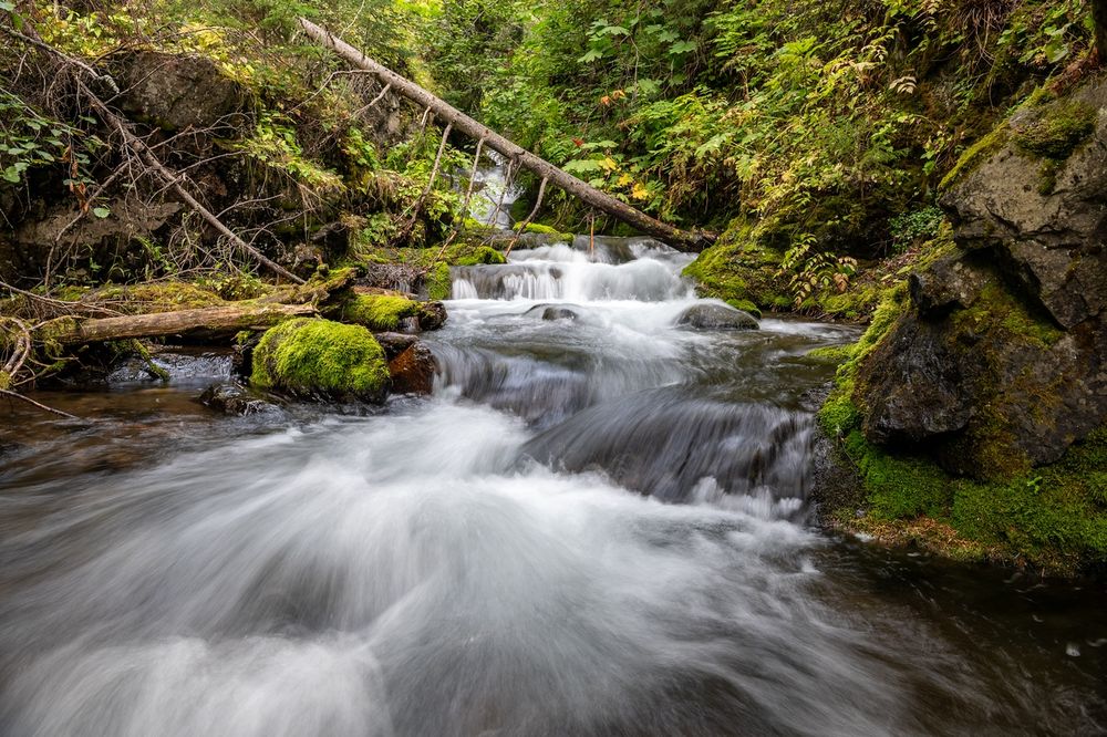 A fast-flowing creek cascades over small rocky ledges in a dense forest. The water appears silky and blurred from a long exposure, rushing toward the foreground in rippling white streaks. Moss-covered boulders and fallen logs frame the stream, while steep rock walls and dense green vegetation line the sides. A leaning tree crosses over the creek in the background, and ferns and shrubs add layers of texture to the scene.