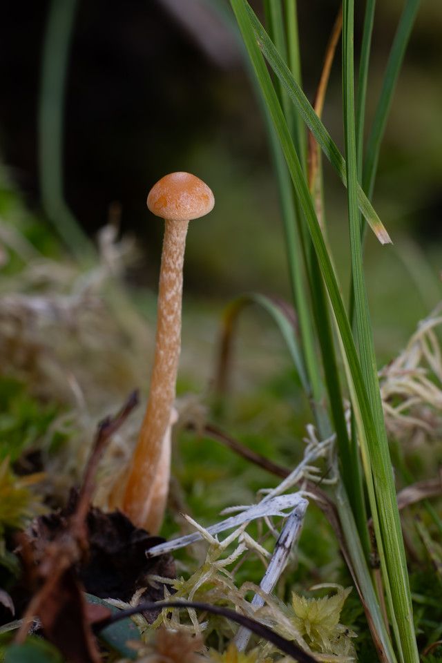 Close-up of a very small mushroom with a thin, pale orange stem and a rounded orange cap, standing among moss and grass. A few green blades of grass rise beside it, and the surrounding moss is a mix of light yellow-green and darker tones. The mushroom is sharply in focus, with a softly blurred background.