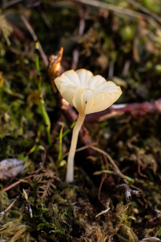 A small, delicate mushroom with a pale cream-colored, scalloped cap and slender stem emerging from mossy ground. The cap is slightly translucent with faint ridges along the edge, and the fungus stands upright among green moss, brown twigs, and other forest floor vegetation.