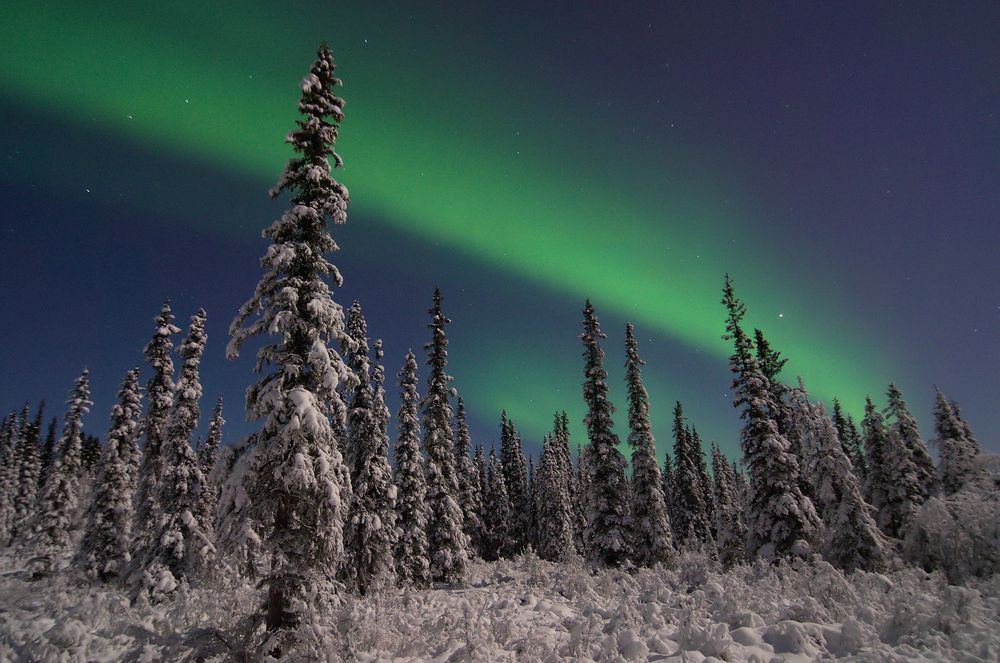 A wide, moonlit winter landscape with tall, snow-covered black spruce trees in Fairbanks, Alaska. A bright green aurora band cuts diagonally across the night sky from left to right, glowing above the treetops. The foreground is filled with deep snow and short shrubs coated in frost. The sky is clear and starry, with the aurora forming a smooth, even arc across the scene.