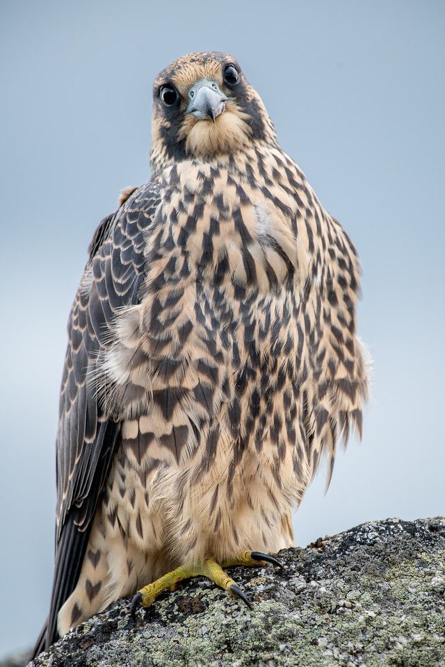 A peregrine falcon perches on the jagged top of a granite rock formation at Angel Rocks in Alaska’s Chena River State Recreation Area. The falcon faces slightly to the right, its dark head and barred chest visible against the pale, weathered stone. The background is softly blurred, showing hints of green forest and the muted tones of distant cliffs.