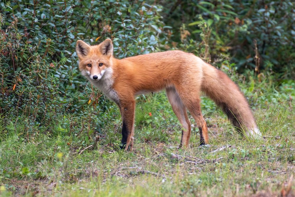 A red fox standing alert on a grassy patch, looking directly at the camera. The fox’s fur is bright orange-red with black legs, a white underside, and a large, full tail. Green shrubs fill the background.