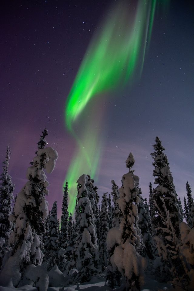 Bright green aurora arcs upward in the night sky above a dense stand of black spruce trees coated in heavy snow. The snow-covered forest glows faintly under the aurora’s light, while faint purple tones blend into the background sky filled with stars. The aurora curves and tapers near the top of the frame, resembling a tall, twisting flame reaching into the dark.