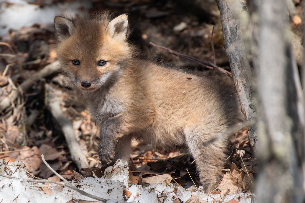 A small red fox kit with fluffy reddish-brown fur stands on a patch of melting snow among dry leaves and branches. One paw is lifted slightly, and the kit looks directly at the camera with bright, curious eyes.