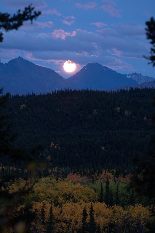 A nearly full moon rising between two mountain peaks in Denali National Park. The sky is dusky blue with scattered purple-gray clouds. The foreground shows dense spruce forest and a band of bright yellow autumn foliage, framed at the edges by silhouetted tree branches.