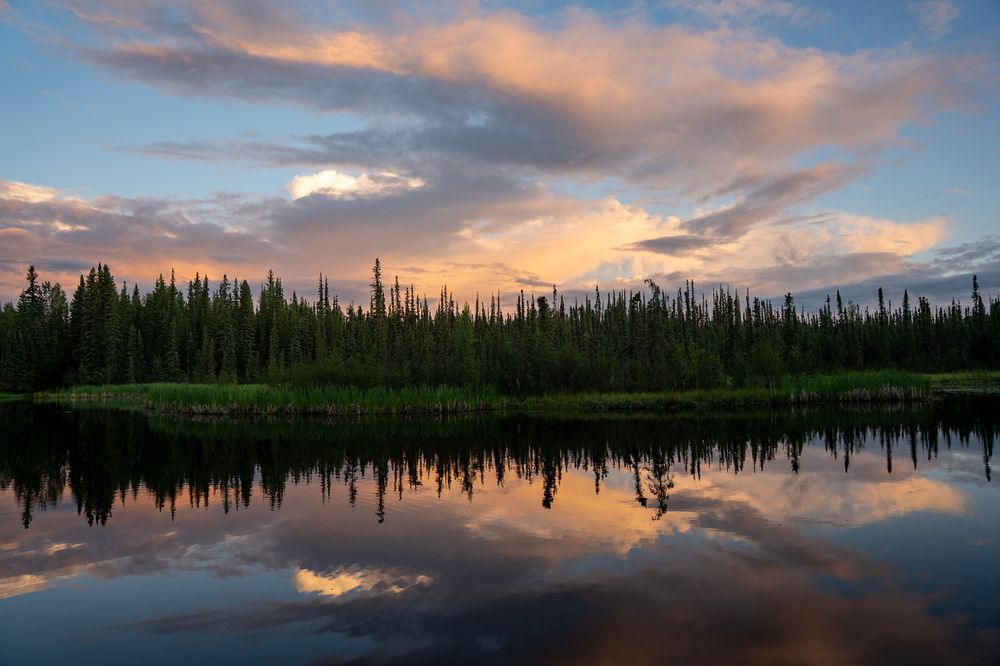 A calm lake reflects a vivid summer sunset in Fairbanks, Alaska. The water is mirror-smooth, perfectly doubling the treeline and colorful clouds above. A dense wall of spruce trees lines the opposite shore, their tall, narrow forms silhouetted against a sky glowing with soft pink, peach, and gold hues. The clouds are thick and layered but broken enough to let the warm evening light spill through. In the foreground, green vegetation borders the lake.