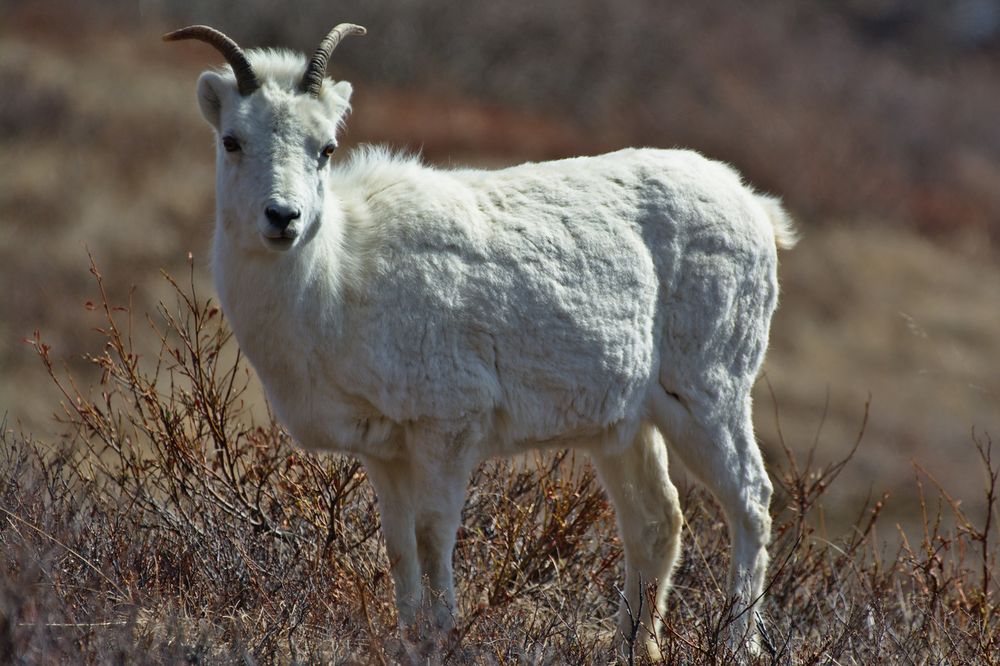 A Dall sheep stands alert on a tundra hillside in Denali National Park and Preserve, Alaska. Its thick, white wool coat contrasts with the muted browns and reds of the early spring vegetation. The sheep has short, slightly curved horns and is looking directly at the camera. Surrounding it are low, leafless shrubs and dry grasses, indicating early May conditions before full green-up. The background is softly blurred, giving focus to the animal and suggesting the open, expansive terrain typical of the Park Road corridor. The lighting is bright and natural, casting clear shadows and highlighting the texture of the sheep’s fleece.