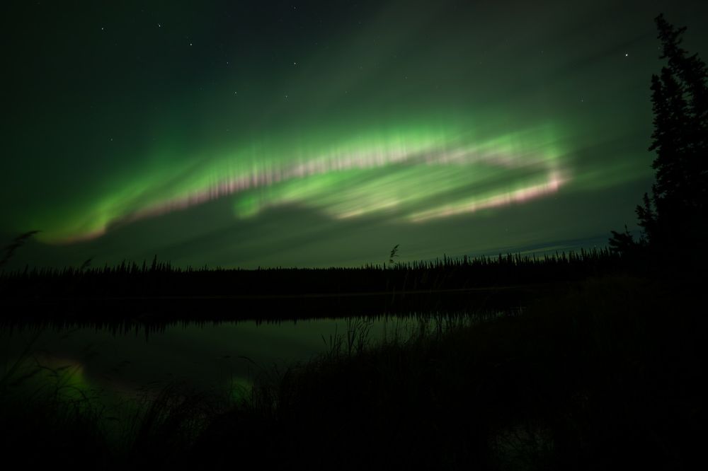 A curtain-like band of green aurora with streaks of pink rises across the night sky, reflected in the still waters of Smith Lake. A spruce tree on the right edge of the frame reaches into the sky, balancing the composition against the low horizon of black spruce forest.