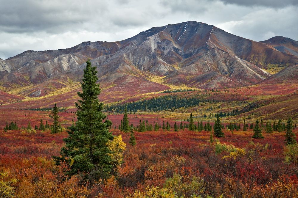 Landscape photograph of Denali National Park in early autumn. The foreground tundra is covered in red, orange, and yellow foliage with scattered spruce trees. In the distance, gray and brown mountains rise under a cloudy sky. Patches of yellow shrubs and dark green trees follow the valleys leading up to the ridges, creating a layered, colorful scene that fades toward the horizon.