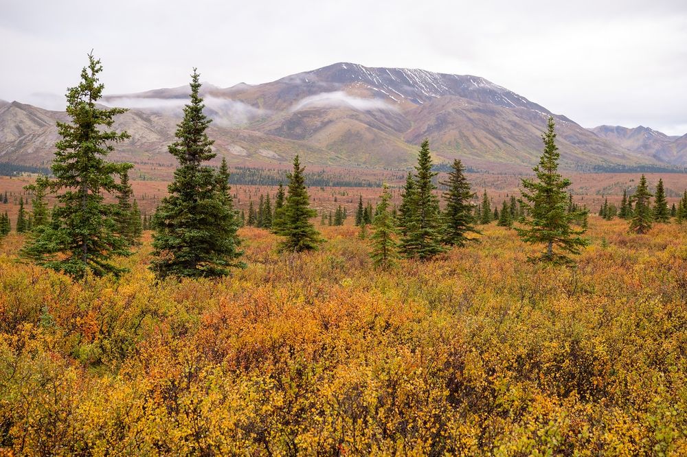 A wide view of tundra in Denali National Park in early autumn. The foreground is filled with dense shrubs and low bushes glowing in shades of yellow, orange, and gold. Dark green spruce trees are scattered throughout, standing tall against the colorful brush. In the background, steep, rocky mountains rise under an overcast sky, with a few streaks of lingering snow on their slopes. Low clouds cling to the ridges, drifting across the scene and softening the contrast between the mountains and the cloudy sky above.