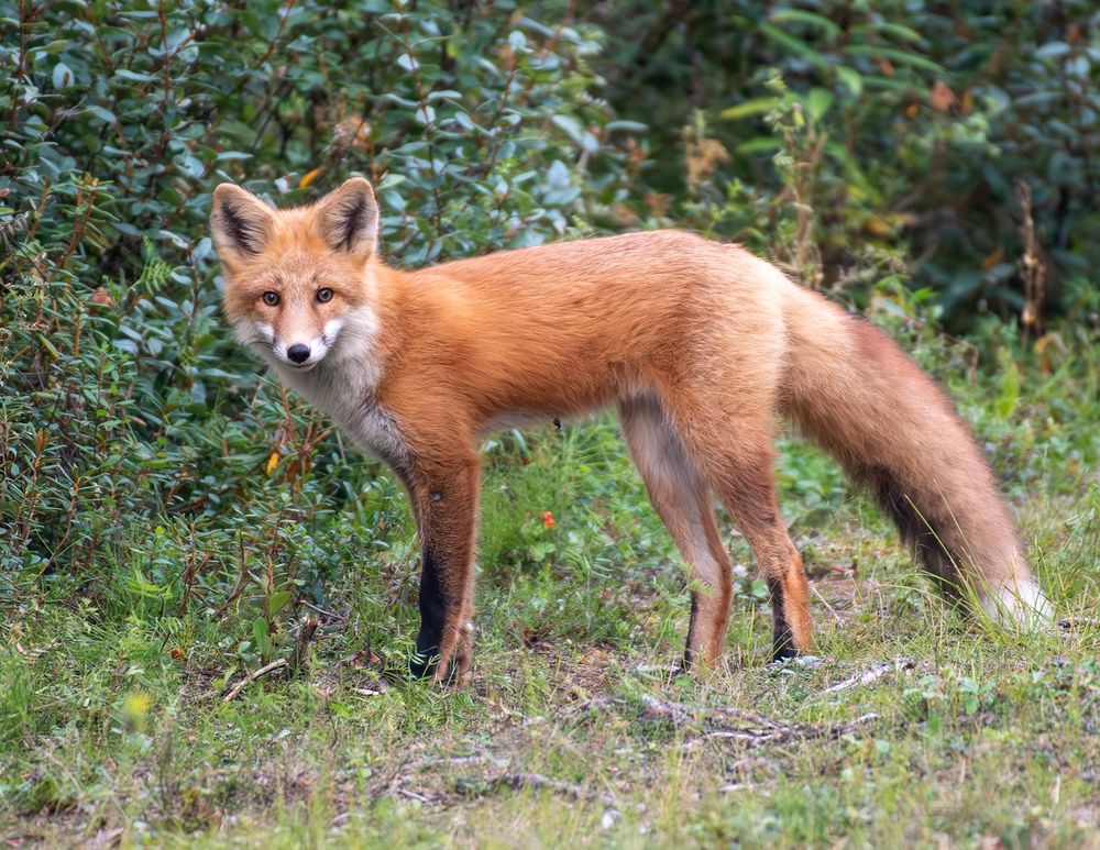 A red fox stands alert at the edge of a boreal forest near Fairbanks, Alaska. Its fur is full and reddish-brown, and it gazes forward with pointed ears and bushy tail visible.
