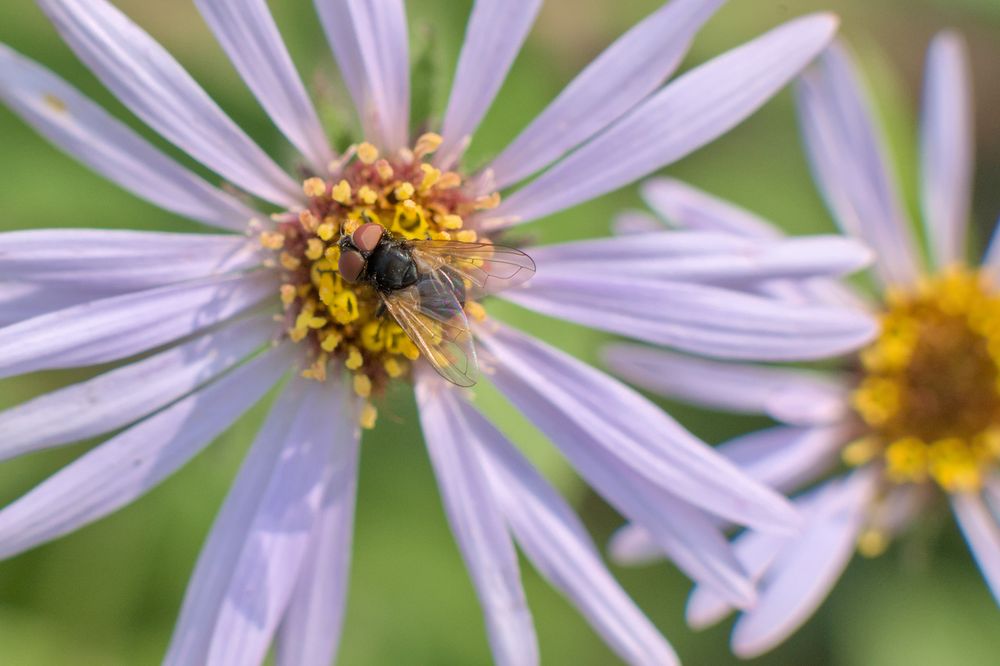 A close-up of a fly perched on the central disk of a Siberian aster (Eurybia sibirica) flower. The flower has long, narrow, pale purple petals radiating outward from a dense yellow and reddish-orange center. The fly is positioned in profile, showing translucent wings with subtle iridescence and large, reddish-brown compound eyes. A second, out-of-focus aster is visible in the background. The backdrop is soft green, suggesting a natural meadow or wildflower patch.