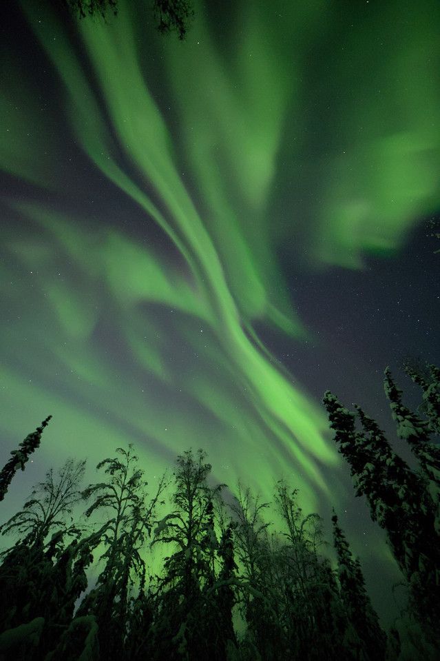 Green aurora borealis streaks across the night sky above snow-covered spruce and birch trees near Fairbanks, Alaska. The lights form flowing, curtain-like patterns stretching upward into a starry sky.