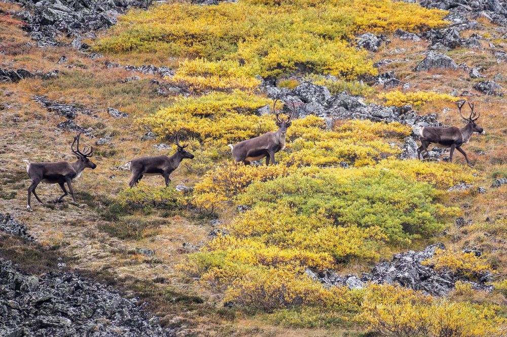 Four caribou with dark brown coats and antlers walk across a slope covered in autumn tundra vegetation. Patches of yellow-green and orange shrubs contrast against gray rocks scattered across the hillside.