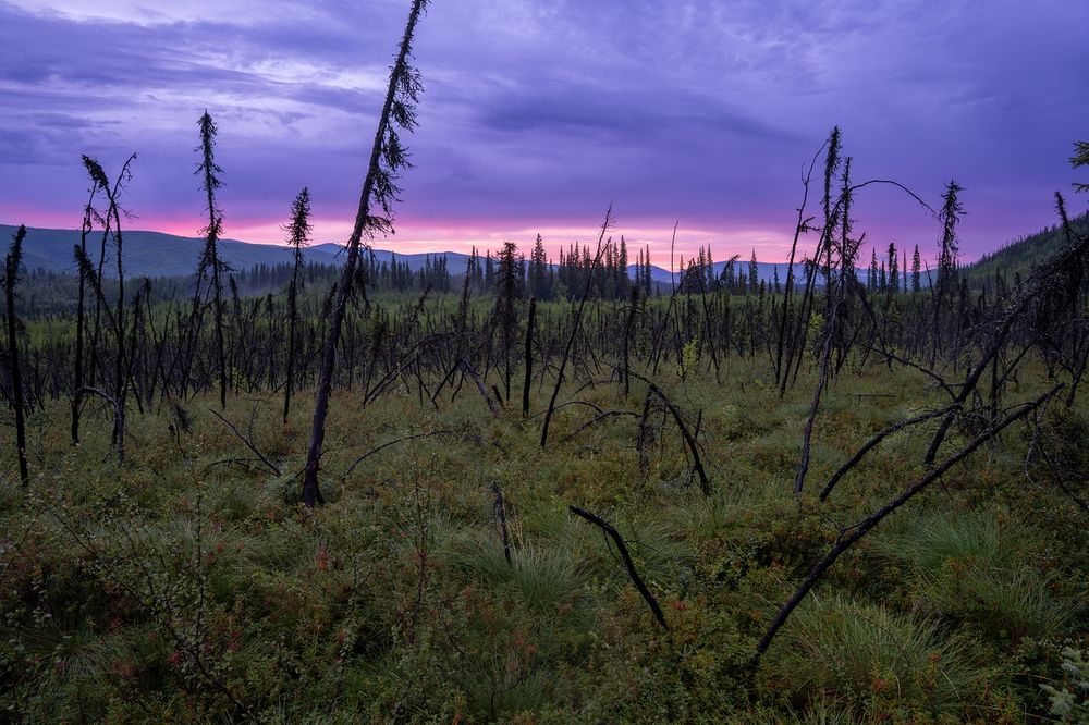 Dense vegetation and blackened spruce snags in a burn area along the lower Granite Tors Trail, with purple and pink sunset colors in the northwest sky just after midnight. Low ridges and forested hills are visible in the distance.