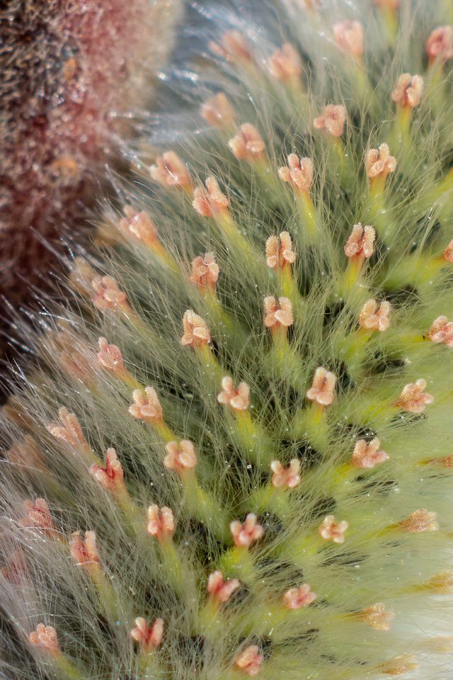 Macro photograph of a female willow catkin in early bloom. Dozens of tiny, forked pink stigmas protrude from a fuzzy, light green catkin surface, with fine silvery hairs visible between the flowers.