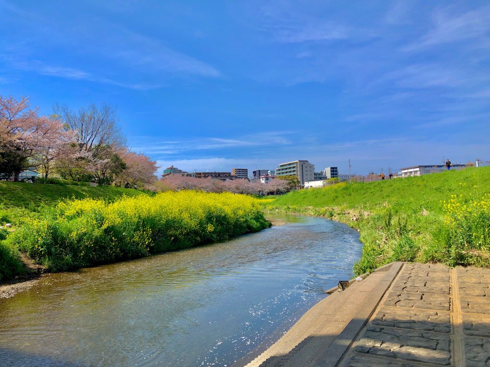 櫻  菜の花 川 青空