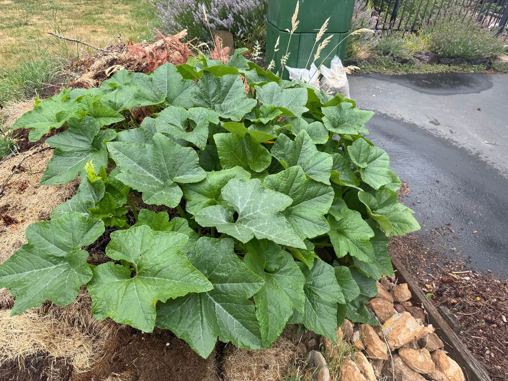 Monster volunteer squash plant on compost pile