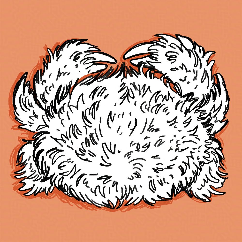 doodle in black ink and white fill on an orange background of a fluffy crab, as the name suggest it is a crab absolutely covered in fuzz, to the point you can barely see the legs as they are also fluffy. only bit showing it is a crab is that the clasps at the front are not covered in fuzz.