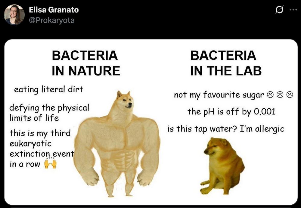 screenshot of a twitter post, the poster is Elisa Granato @Prokaryota
the picture is the swole and weak shiba meme, the swole shiba on the left says
BACTERIA IN NATURE
eating literal dirt
defying the physical limits of life
this is my third eukaryotic extinction event in a row (raised hands emoji)

the right weak shibe text is
BACTERIA IN THE LAB
not my favourite sugar (three sad smiley emojis)
the pH is off by 0.001
is this tap water? I'm allergic