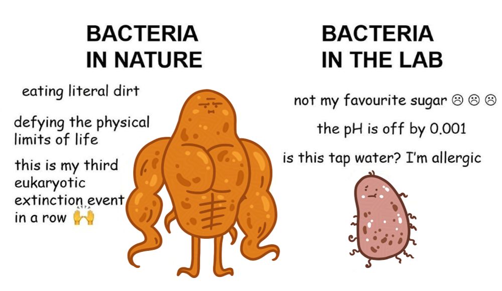 my redraw of Elisa Granato's bacteria meme
left has a buff orange bacteria with massive flagellas and a 10 pack, text says
BACTERIA IN NATURE
eating literal dirt
defying the physical limits of life
this is my third eukaryotic extinction event in a row (raised hands emoji)

the right has a weakly pink brown blobby bacteria with tiny hairs, text says
BACTERIA IN THE LAB
not my favourite sugar (three sad smiley emojis)
the pH is off by 0.001
is this tap water? I'm allergic