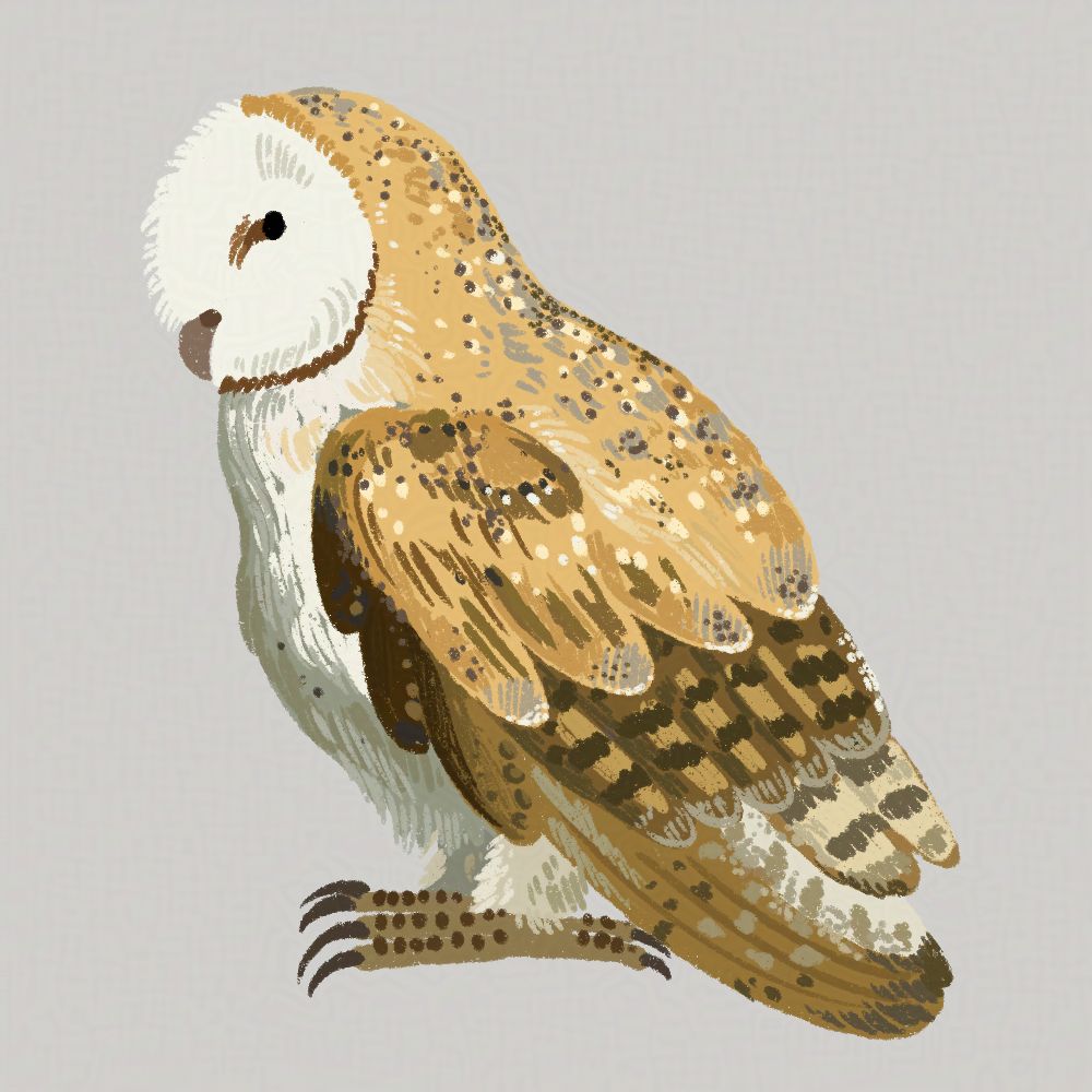 side drawing of a barn owl, bright white face disk with a tiny eye and beak, ocher and brown dotted plumage, looks very soft and pettable, but don't touch.