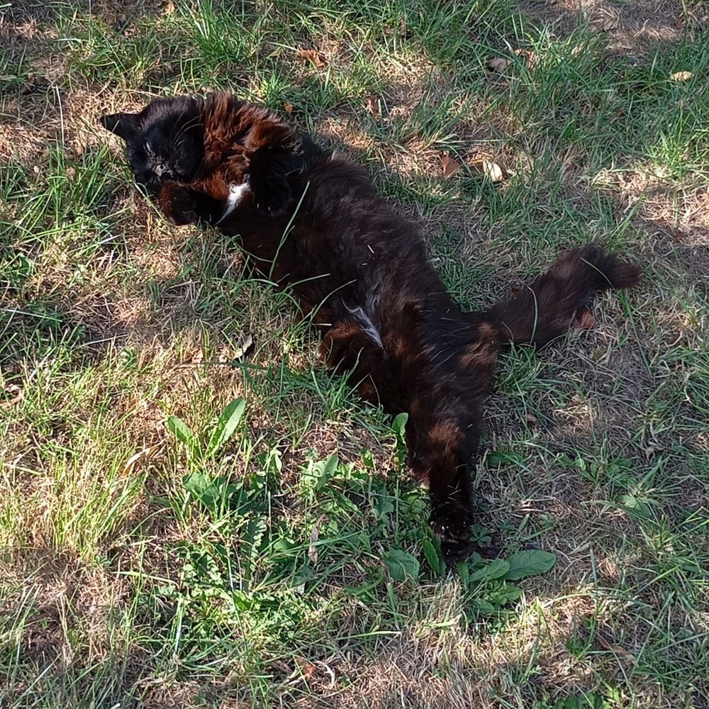 Ridiculous brown and black fluffy cat showing his belly on grass in the sunshine