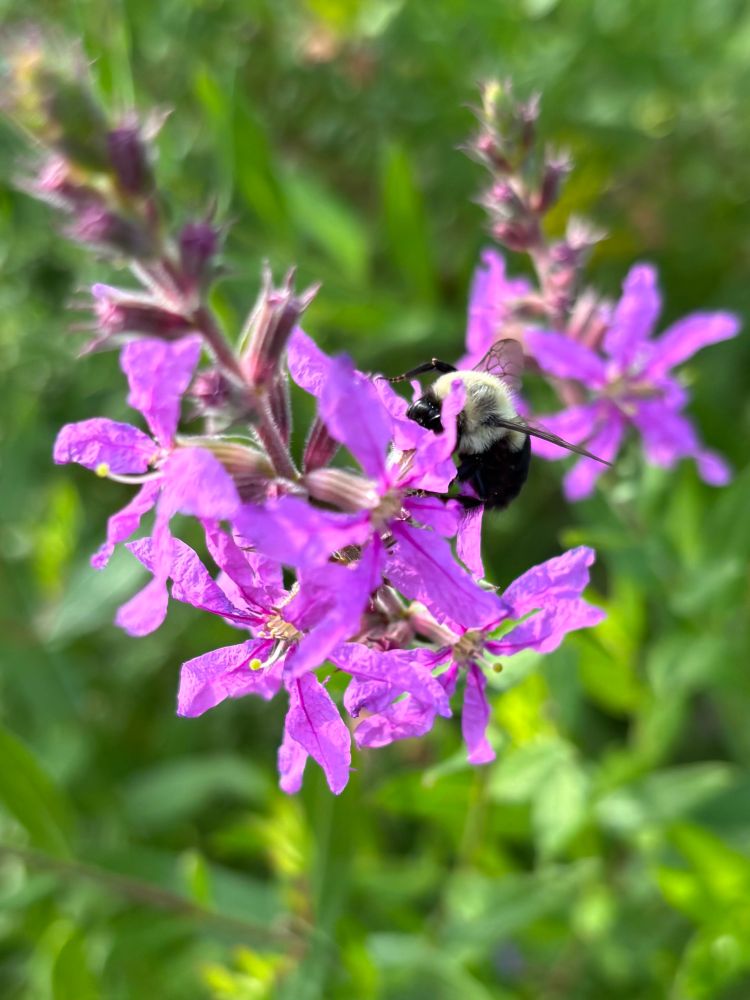 Small purple flowers surrounded by greenery. A bumblebee curls around one of the flowers. 