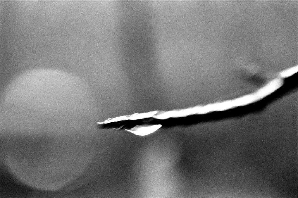 A raindrop clings to a branch.