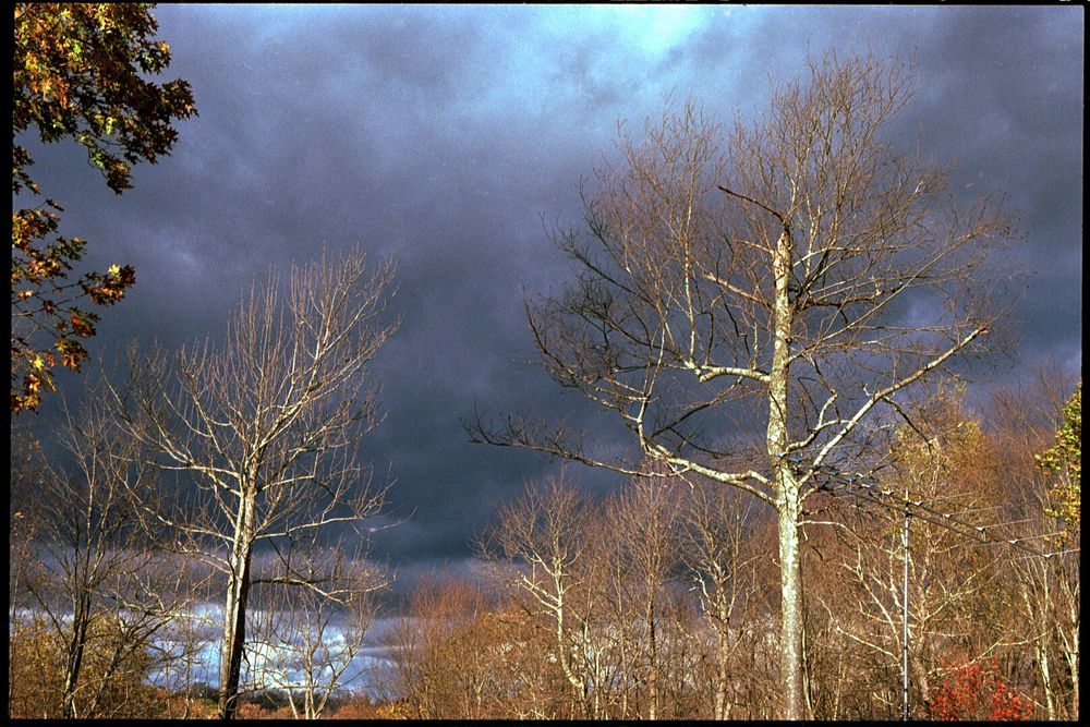 Barren trees lit by late afternoon light against an ominously overcast sky.