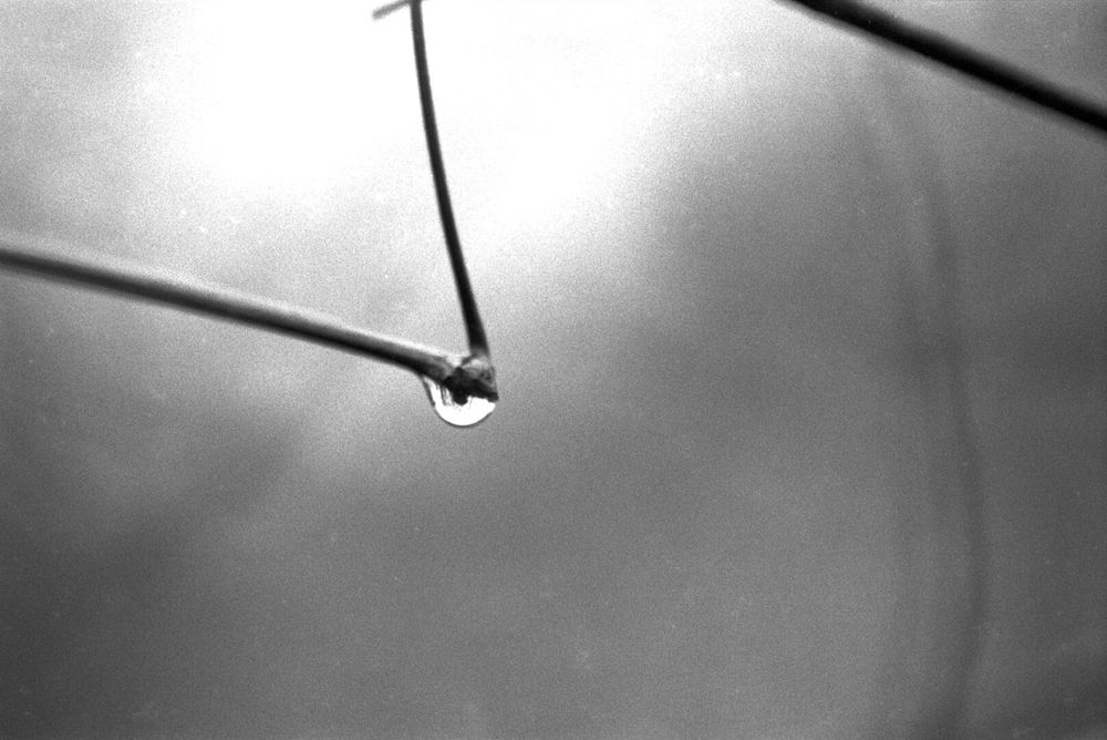 A raindrop clings to the bend in a branch. Inside the raindrop, you can see stuff that’s behind it, as the raindrop is acting as a lens.