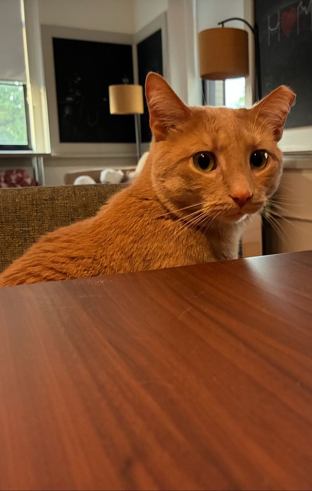 A concerned orange cat at the dining table