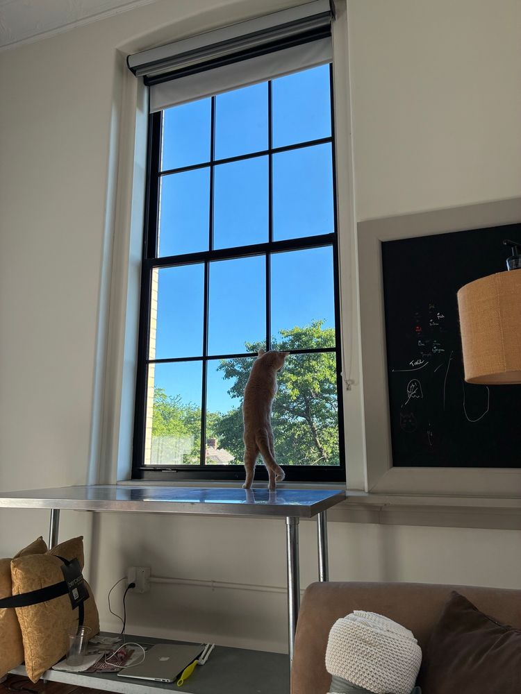 An unrelated picture of a cat being tall at a window on a clear sunny day