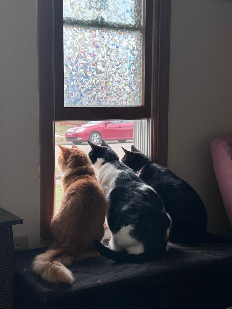 My three cats, left to right: orange fluffy cat, Magnolia; chunky tuxedo cat, Bart; black Bombay asshole, Howl.  All three of them are sitting side by side looking out one of my open windows in my living room. 