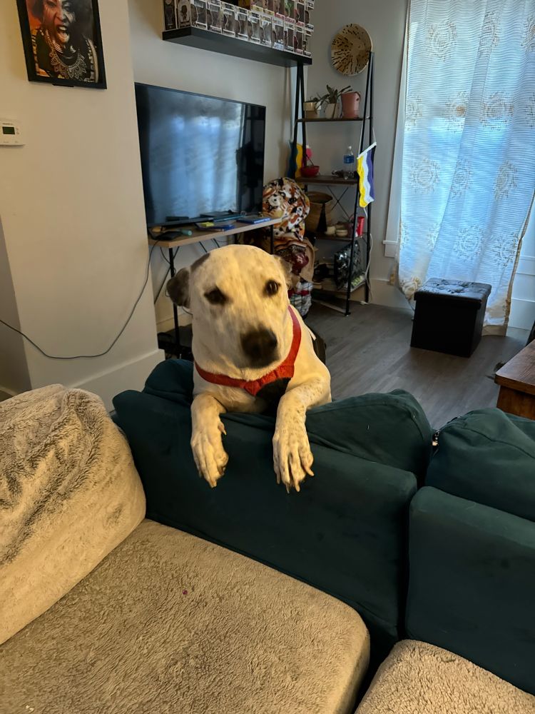 A white dog sitting backwards on a green velvet loveseat, his front paws resting on the back support as he looks into the camera 